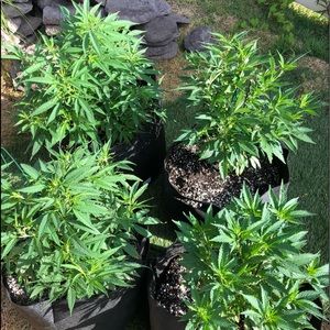 Meet your Posher, Shiela